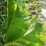 Gunnera tinctoria Lehti