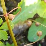 Lysimachia arvensis Frucht