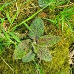 Hieracium maculatum Fuelha