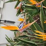 Strelitzia reginaeŽiedas