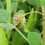 Medicago truncatula Fruto