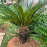 Cycas revolutaLehti