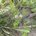Dyschoriste linearis Hábito