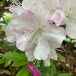Rhododendron × pulchrum Цвят