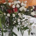 Gypsophila paniculata ᱵᱟᱦᱟ