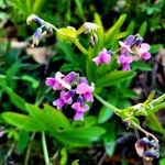 Lathyrus linifolius Flor