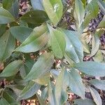 Sarcococca orientalis List