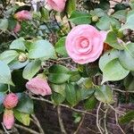 Camellia sasanqua Žiedas