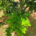 Caesalpinia echinata Hoja