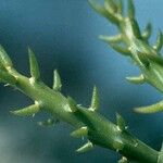 Cylindropuntia leptocaulis Leaf
