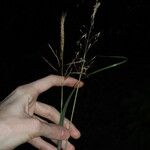 Bothriochloa bladhii Συνήθη χαρακτηριστικά