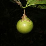 Bourreria costaricensis Mbuma
