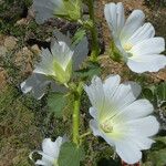 Alcea nudiflora Flower