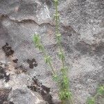 Galium verticillatum Celota