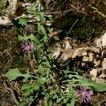 Centaurea jordaniana 形態