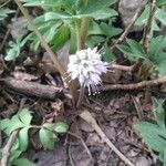 Hydrophyllum capitatum Flower