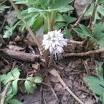 Hydrophyllum capitatum Floare