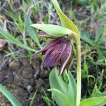 Fritillaria biflora Cvet