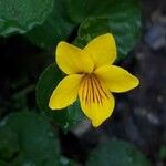 Viola biflora Cvet