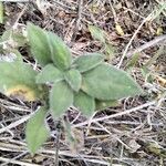 Blepharis maderaspatensis Leaf