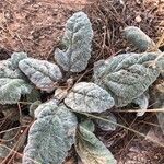 Salvia argentea Fuelha