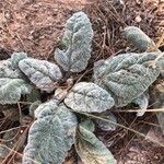 Salvia argentea Leaf