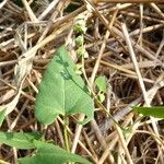 Fallopia convolvulus Blüte