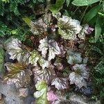 Heuchera micrantha Alkat (teljes növény)