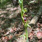 Ophrys insectifera Libunga