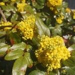 Berberis pinnata Кветка