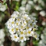 Spiraea × vanhouttei Õis