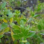 Rubia fruticosa Hoja