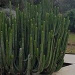 Euphorbia canariensis Συνήθη χαρακτηριστικά