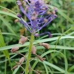 Muscari comosum Flower