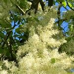 Fraxinus ornus Çiçek