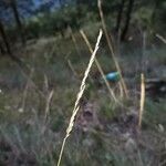 Molinia caerulea Ffrwyth