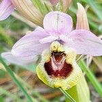 Ophrys tenthredinifera Цвят