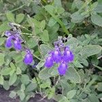 Salvia chamaedryoides Fleur