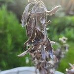 Indigofera suffruticosa ഇല