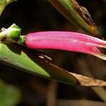 Heliconia metallica Flower