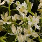 Ornithogalum balansae Flower