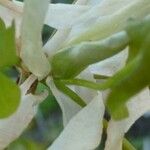 Magnolia fraseri 花