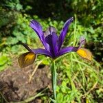 Iris spuriaFlower