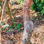 Halimodendron halodendron Hábito