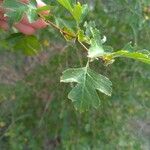 Crataegus monogyna Leaf