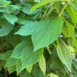 Hydrangea paniculataLevél