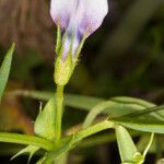 Vicia bithynica Fleur