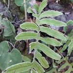 Polypodium cambricum ഇല