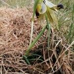 Iris tuberosa Õis