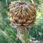 Centaurea macrocephala Fruto